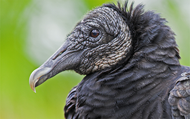 Black Vulture - Head