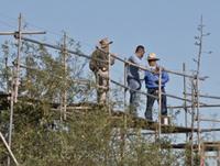 Exhibits staff on scaffolding at rear of exhibit